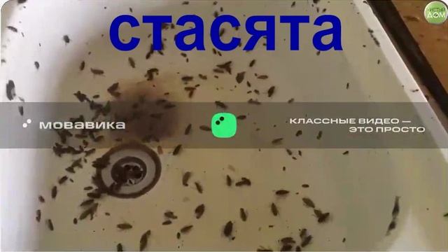 Много тараканов на кухне полчища табун стасики стасята текст музыка смотреть онлайн