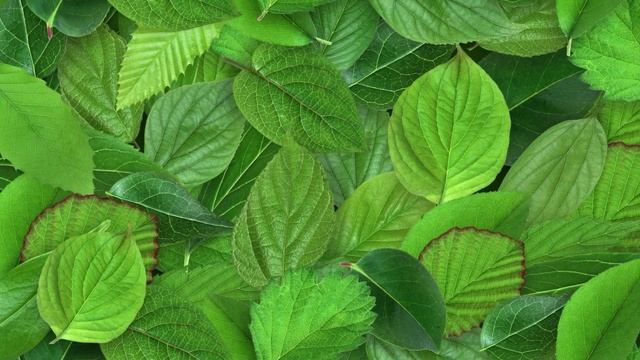 Каждому нужно лишь спокойствие (расслабляющая музыка для тебя)