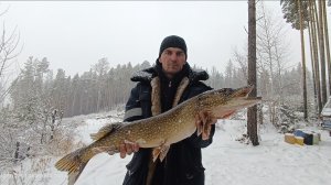 Щука на жерлицу Богучаны.