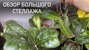 ОБЗОР БОЛЬШОГО СТЕЛЛАЖА| Каудата аргентия| Каудата оранж и голд одно и то же?