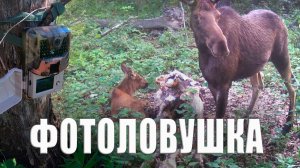 Лосиха и лосёнок на солонце / Фотоловушка в лесу