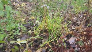 ОБЗОР САДА В НОЯБРЕ//ЧТО ЕЩЕ ЦВЕТЕТ//ПЛАНЫ НА ОСЕНЬ