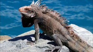 Игуана (инструментал)