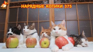 Нарядные Котики расслабляются на солнышке 🌞 🐈🐈🐈 (375)