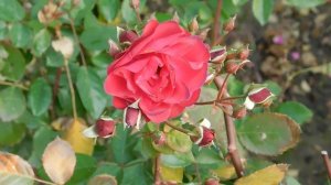 12=11=2025  ПВН  (41)