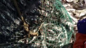 Российские рыбаки добыли свыше 4,2 млн тонн водных биоресурсов