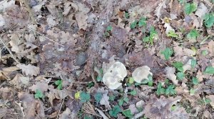 Проверка грибов 19.11.2025