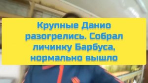 КРУПНЫЕ ДАНИО РАЗГОРЕЛИСЬ. СОБРАЛ ЛИЧИНКУ БАРБУСА, НОРМАЛЬНО ВЫШЛО