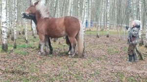 Игрульки наших лошадей