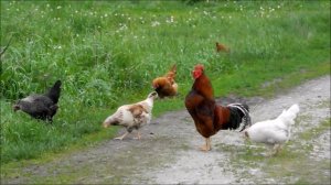 Деревенский вернисаж