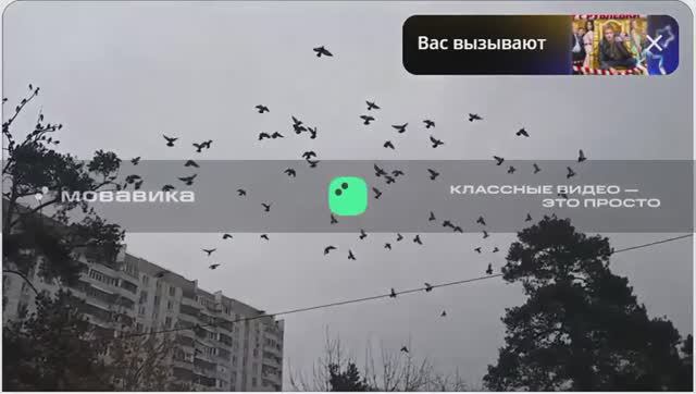 Голуби летают 3 под музыку Star Craft смотреть онлайн