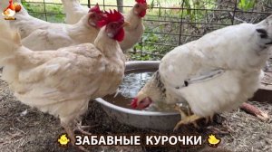 Забавные курочки несушки на сельском подворье 🤗😂😜 (25)