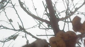 Во исполнение заповеди Христовой о почитании родителей: помогаю маме в саду