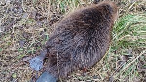 Охота на бобра капканами.