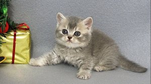 Британская короткошерстная девочка голубая тикированная. British shorthair female blue ticked color.