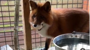 Лиса-Алиса. Радость Игниса куриному яйцу