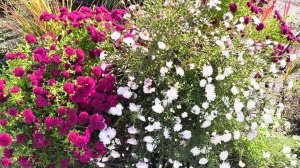 Влог. Какая красивая осень в Краснодаре! Прогулка по новому микрорайону. Пирожки с капустой.