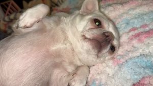 Доброго всем вечера и самой спокойной ночи.