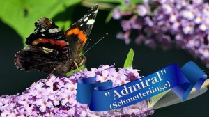 Звуки природы,🦋🌺🐝 Бабочка Aдмирал и Павлиний глаз пьют нектар.🍁🍂 /Живой мир/