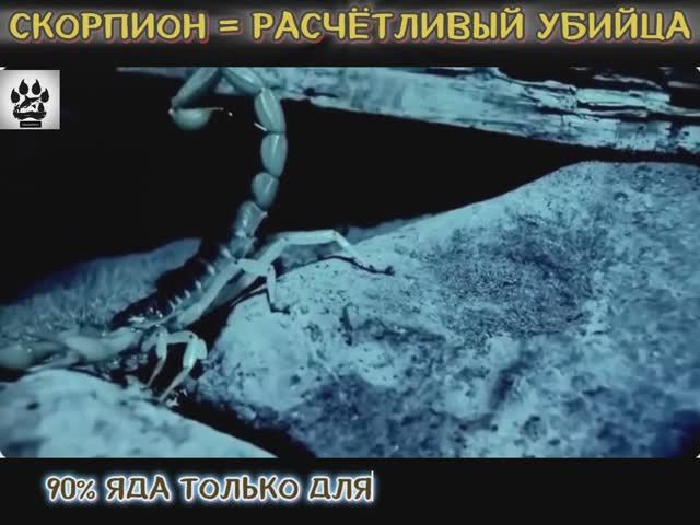 Невероятные факты о древнем паукообразном, которые вас шокируют! ☺️ смотреть онлайн