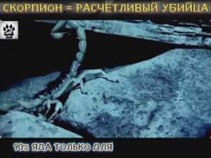 Невероятные факты о древнем паукообразном, которые вас шокируют! ☺️