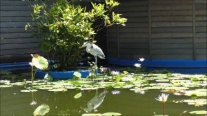 Мальдивы. Остров "Ника"