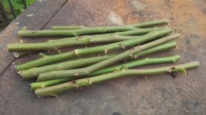 Высадила черенки от розы Эден Роуз.