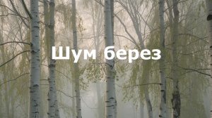 Шум берез