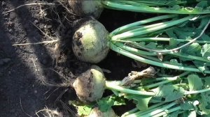 Брюква сорт СВЕТЛАЯ МЕЧТА