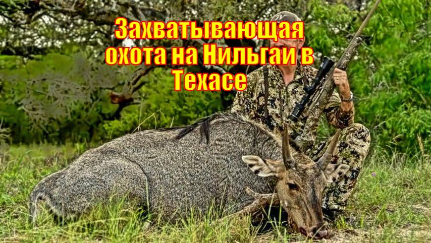 Захватывающая охота на Нильгаи в Техасе