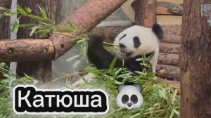 Московский зоопарк и панда Катюша 🐼