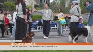 В Китае набирает популярность зоотерапия