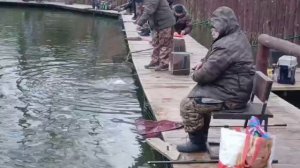 Зарыбление водоёма и активные поимки форели.