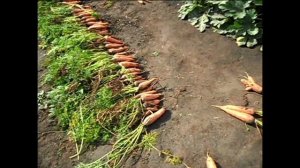 О некачественных семенах