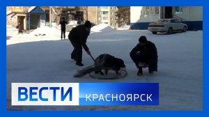 Вести. Красноярск от 12.11.2025