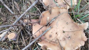 Завтрак: сама себе Barista// Грибы в ноябре