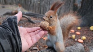 Покормил Рыжую. Зарисовка