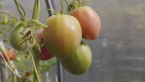 Обзор новых сортов томатов в теплице. г. Киров