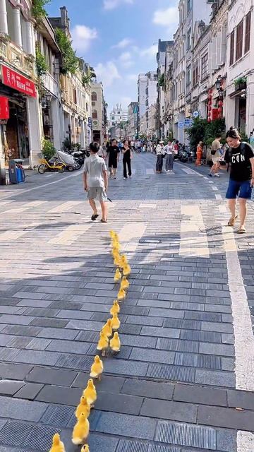 Когда маленькие утята подрастут, я хочу взять их с собой в Пекин. @92110871140