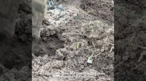 🌳 Во Владимире продолжаются работы по озеленению!