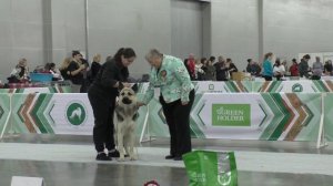 Гордость Питера Гермес 2