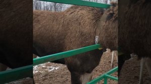 Сумароковская лосиная ферма