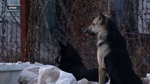 ОСТОРОЖНО: СТАЯ! ПРАВИЛА ПОВЕДЕНИЯ, КОТОРЫЕ ДОЛЖЕН ЗНАТЬ КАЖДЫЙ