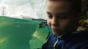 Казанский океанариум + экзотариум видеообзор