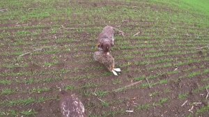 Открытие сезона охота на зайца. Комета и Гюрза