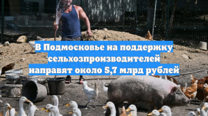 В Подмосковье на поддержку сельхозпроизводителей направят около 5,7 млрд рублей