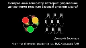 Д.Д.Воронцов. Центральный генератор паттернов: управление движениями тела или базовый элемент мозга?