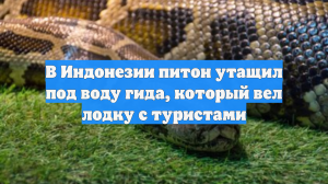 В Индонезии питон утащил под воду гида, который вел лодку с туристами