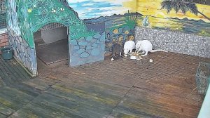 Крыса  в гостях у кенгуру