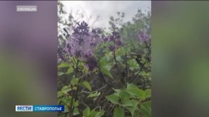 На Ставрополье в ноябре зацвели одуванчики и созрела клубника